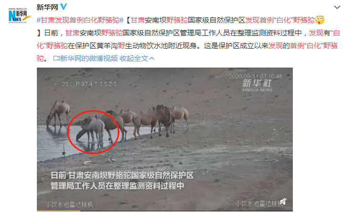 甘肅發(fā)現首例白化野駱駝 十分罕見